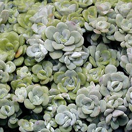 Orpin spatulée  - sedum spathulifolium 'cape blanco'  - godet 9x9 cm