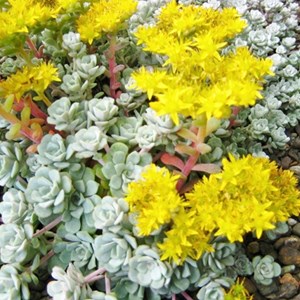 Orpin spatulée  - sedum spathulifolium 'cape blanco'  - godet 9x9 cm