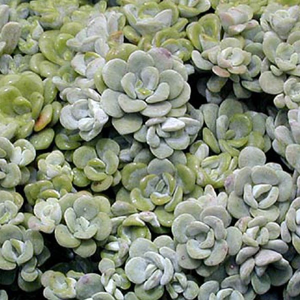 Arborix - 6 x orpin spatulée  - sedum spathulifolium 'cape blanco'  - godet 9x9 cm