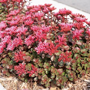 Orpin spurium  - sedum spurium 'fuldaglut'  - godet 9x9 cm