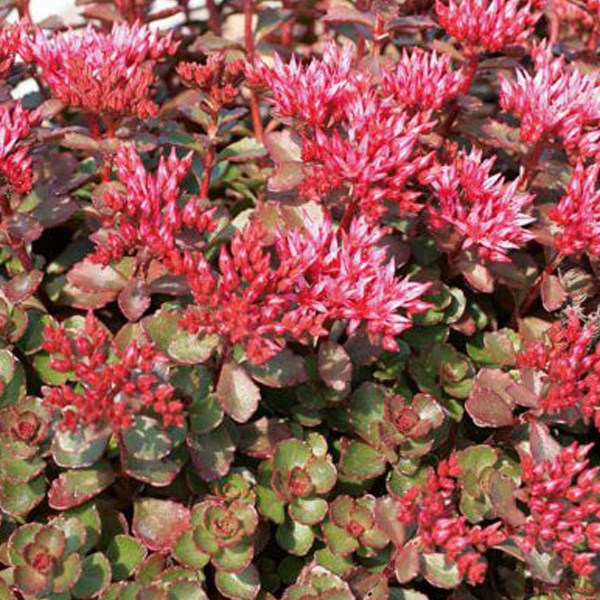 Arborix - 6 x orpin spurium  - sedum spurium 'fuldaglut'  - godet 9x9 cm