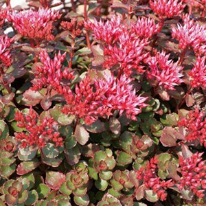 Orpin spurium  - sedum spurium 'fuldaglut'  - godet 9x9 cm