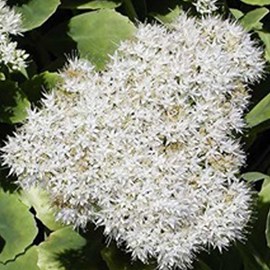 Orpin remarquable  - sedum spectabile 'iceberg'  - godet 9x9 cm