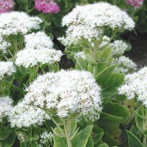 Orpin remarquable  - sedum spectabile 'iceberg'  - godet 9x9 cm