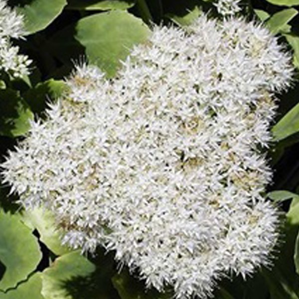 Arborix - 6 x orpin remarquable  - sedum spectabile 'iceberg'  - godet 9x9 cm