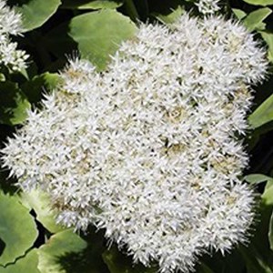 Orpin remarquable  - sedum spectabile 'iceberg'  - godet 9x9 cm