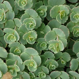 6 x orpin de siebold - sedum sieboldii  - godet 9x9 cm