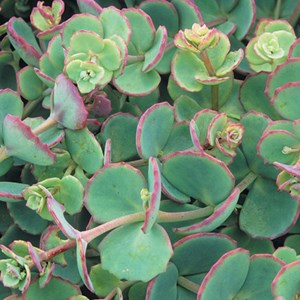 6 x orpin de siebold - sedum sieboldii  - godet 9x9 cm