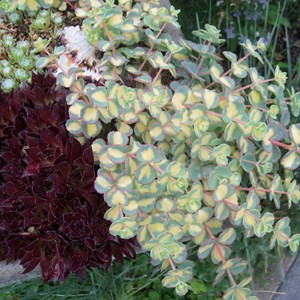 Orpin de siebold  - sedum sieboldii 'mediovariegata'  - godet 9x9 cm