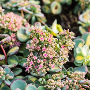 6 x orpin de siebold  - sedum sieboldii 'mediovariegata'  - godet 9x9 cm