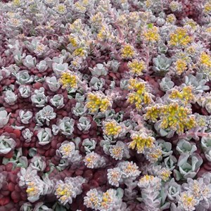 Orpin spatulée  - sedum spathulifolium 'purpureum'  - godet 9x9 cm