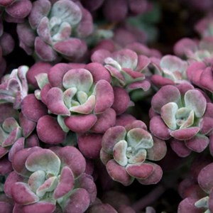 Orpin spatulée  - sedum spathulifolium 'purpureum'  - godet 9x9 cm