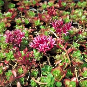 Orpin spurium  - sedum spurium 'schorbuser blut'  - godet 9x9 cm