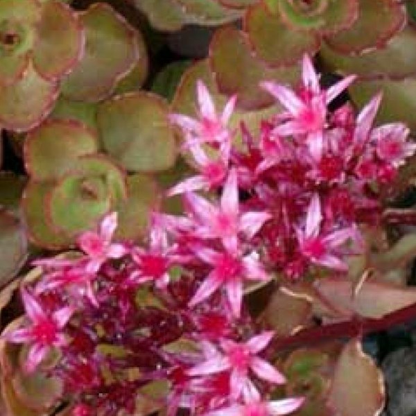 Arborix - 6 x orpin spurium  - sedum spurium 'schorbuser blut'  - godet 9x9 cm