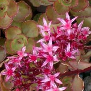 Orpin spurium  - sedum spurium 'schorbuser blut'  - godet 9x9 cm