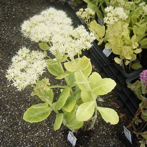Orpin remarquable  - sedum spectabile 'stardust'  - godet 9x9 cm