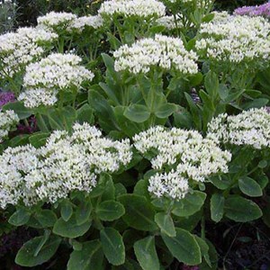 6 x orpin remarquable  - sedum spectabile 'stardust'  - godet 9x9 cm