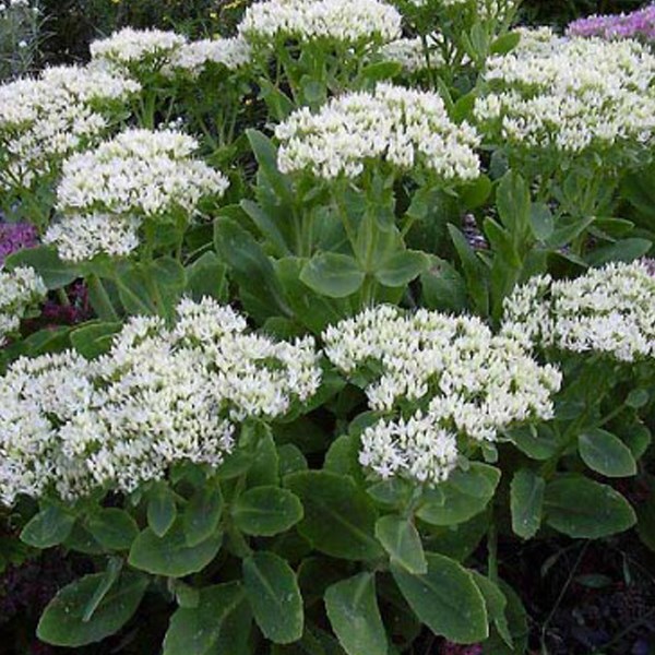 Arborix - 6 x orpin remarquable  - sedum spectabile 'stardust'  - godet 9x9 cm