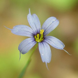 6 x bermudienne à feuilles étroites - sisyrinchium angustifolium - godet 9x9 cm