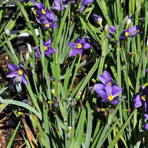 6 x bermudienne à feuilles étroites - sisyrinchium angustifolium - godet 9x9 cm