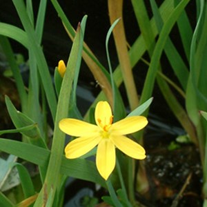 6 x sisyrinchium californicum - sisyrinchium aalifornicum  - godet 9x9 cm