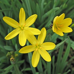 6 x sisyrinchium californicum - sisyrinchium aalifornicum  - godet 9x9 cm