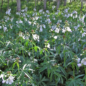 6 x sidalcea 'candida' - sidalcea candida  - godet 9x9 cm