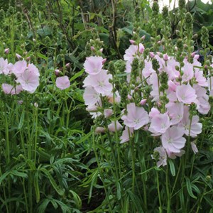 Sidalcea 'little princess' - godet 9x9 cm