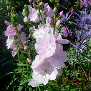 6 x sidalcea 'little princess' - godet 9x9 cm