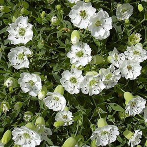 Silène maritime 'weisskehlchen - silene maritima 'weisskehlchen' - godet 9x9 cm