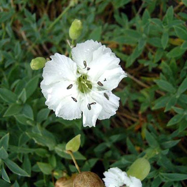 6 x silène maritime 'weisskehlchen - silene maritima 'weisskehlchen' - godet