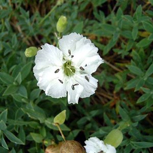 Silène maritime 'weisskehlchen - silene maritima 'weisskehlchen' - godet 9x9 cm
