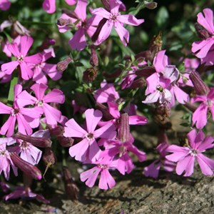 Silene schafta 'splendens' - godet 9x9 cm