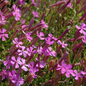 6 x silene schafta 'splendens' - godet 9x9 cm