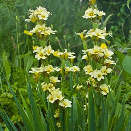 Sisyrinchium striatum - godet 9x9 cm