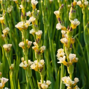 Sisyrinchium striatum - godet 9x9 cm