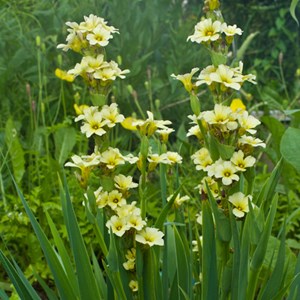 Sisyrinchium striatum - godet 9x9 cm