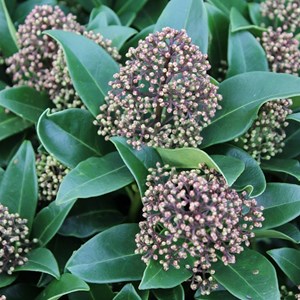 Skimmia du japon  - skimmia japonica 'fragrant cloud'  - 30-35 cm pot