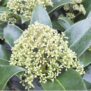 Skimmia du japon  - skimmia japonica 'fragrant cloud'  - 30-35 cm pot