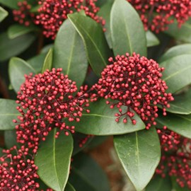 Skimmia du japon  - skimmia japonica 'rubella'  - 30-35 cm pot