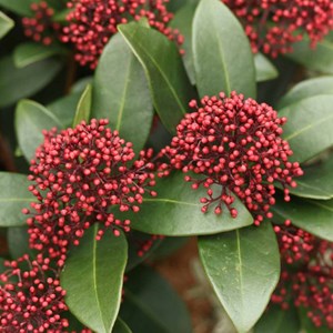 Skimmia du japon  - skimmia japonica 'rubella'  - 25-30 cm pot