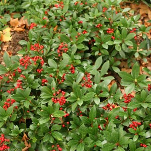 Skimmia du japon  - skimmia japonica 'veitchii'  - 30-40 cm pot