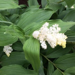 6 x faux sceau de salomon - smilacina racemosa  - godet 9x9 cm