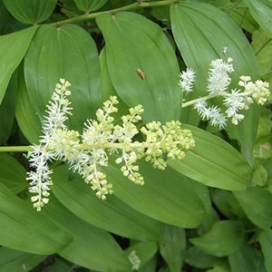 6 x faux sceau de salomon - smilacina racemosa  - godet 9x9 cm