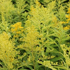 Verge d'or  - solidago 'goldenmosa'  - godet 9x9 cm