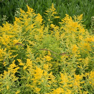 Verge d'or  - solidago 'goldenmosa'  - godet 9x9 cm