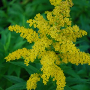 Verge d'or  - solidago 'goldkind'  - godet 9x9 cm