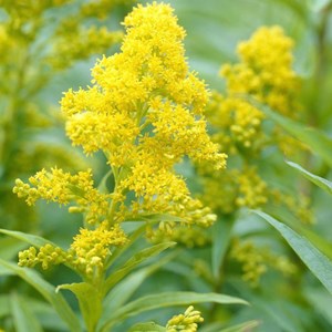 6 x verge d'or  - solidago 'goldkind'  - godet 9x9 cm
