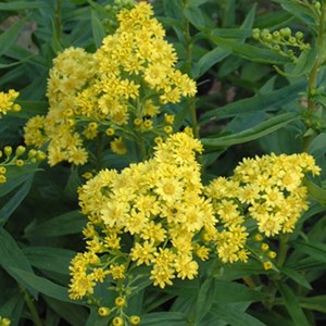 Solidaster luteus 'lemore' - godet 9x9 cm