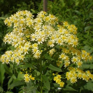 Solidaster luteus 'lemore' - godet 9x9 cm